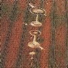 cropcircle027.jpg (47307 bytes)